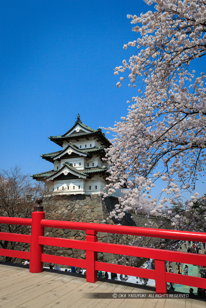 弘前城の桜・天守