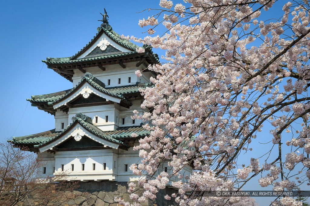 弘前城の桜・天守