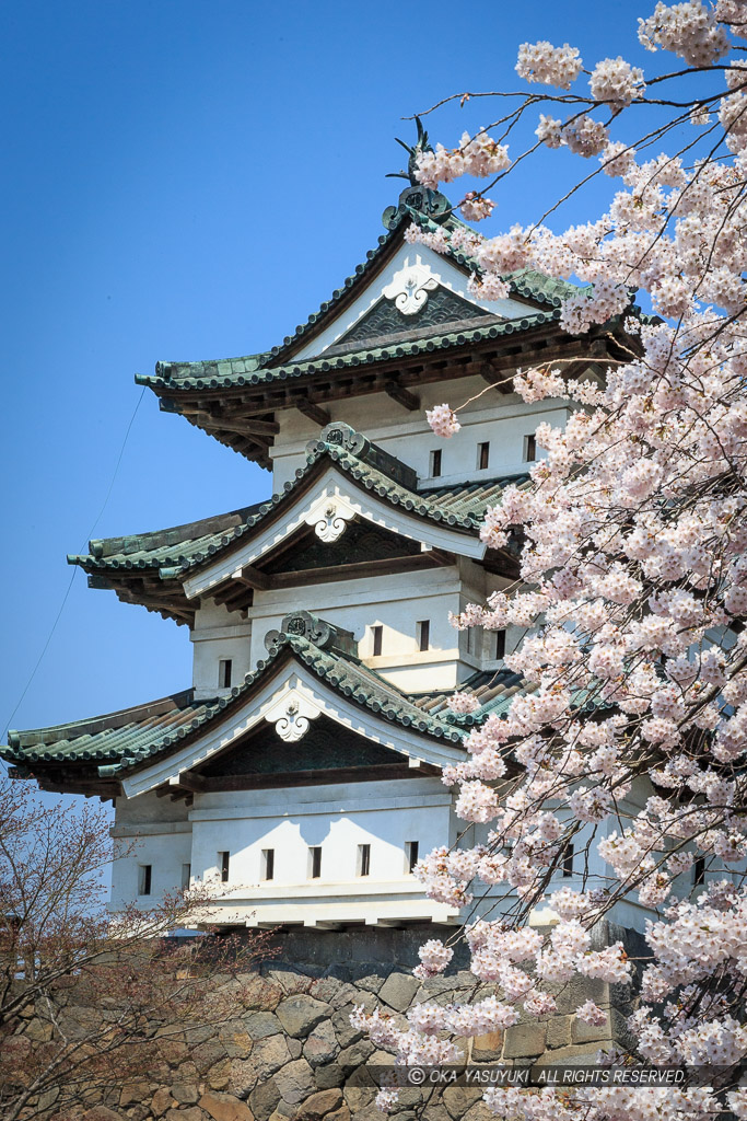 弘前城の桜・天守