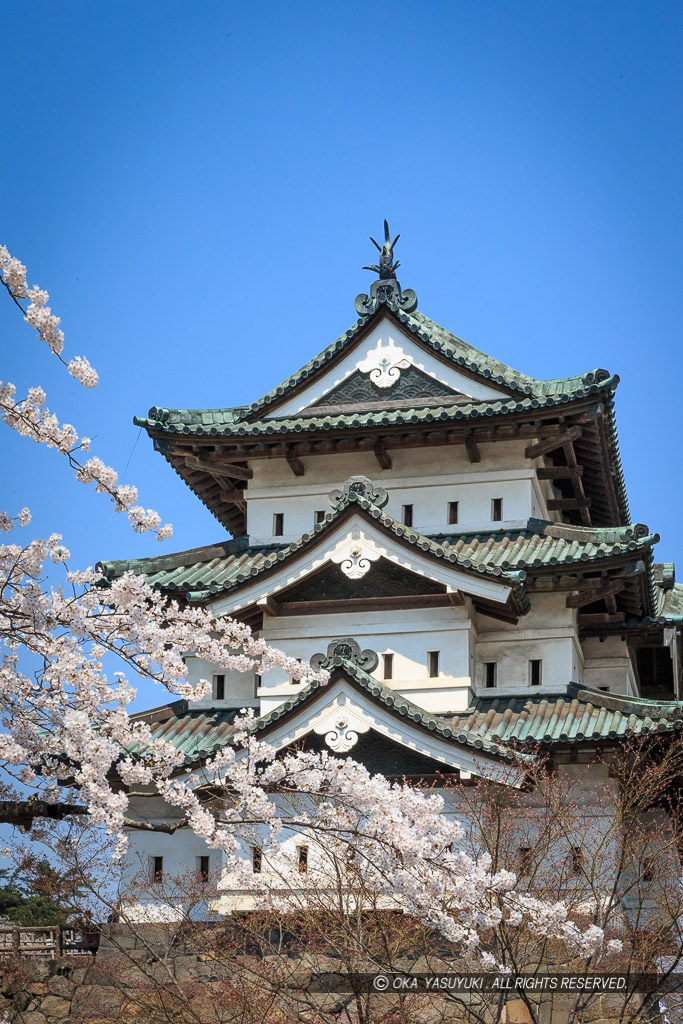 弘前城の桜・天守
