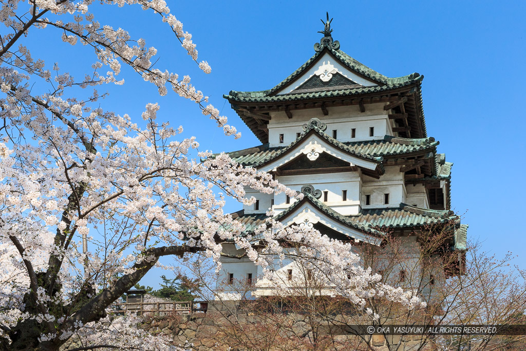 弘前城の桜・天守