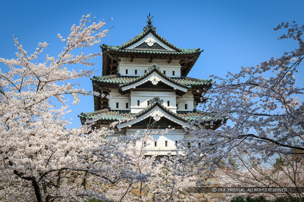 弘前城の桜・天守