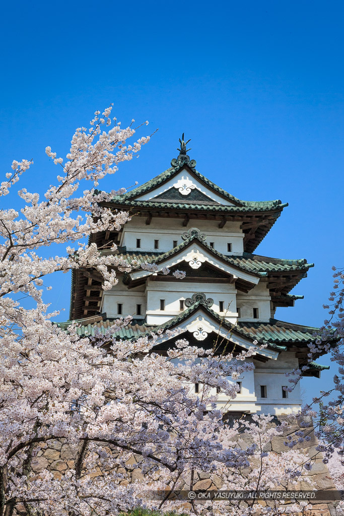 弘前城の桜・天守