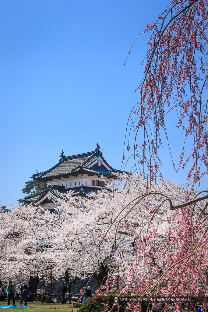 弘前城の桜・天守