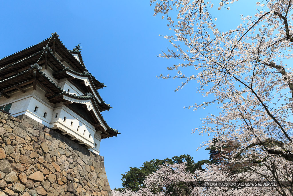 弘前城の桜・天守