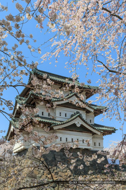 弘前城の桜・天守｜高解像度画像サイズ：2987 x 4481 pixels｜写真番号：1DX_8607｜撮影：Canon EOS-1D X