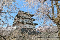 弘前城の桜・天守｜高解像度画像サイズ：5146 x 3431 pixels｜写真番号：1DX_8608｜撮影：Canon EOS-1D X