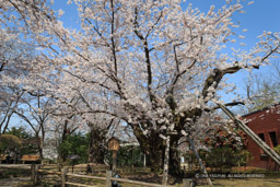 日本最大幹周のソメイヨシノ｜高解像度画像サイズ：5184 x 3456 pixels｜写真番号：1DX_8843-Edit｜撮影：Canon EOS-1D X