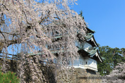 弘前城の桜・天守｜高解像度画像サイズ：5184 x 3456 pixels｜写真番号：1DX_8958｜撮影：Canon EOS-1D X