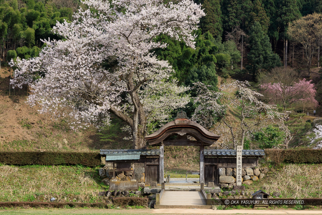 一乗谷朝倉氏館の唐門・薄墨桜