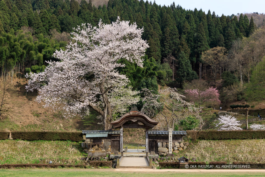 一乗谷朝倉氏館の唐門・薄墨桜