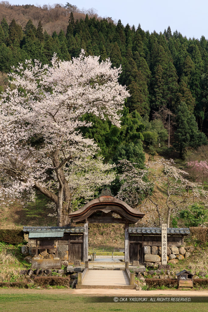 唐門・薄墨桜・朝倉義景館跡