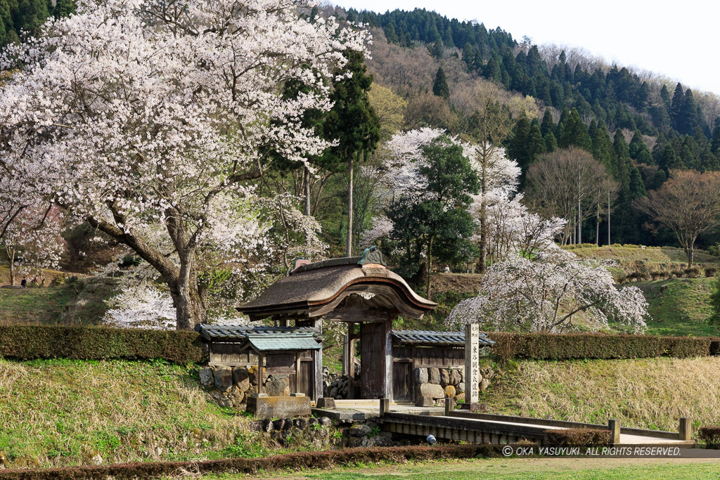 一乗谷朝倉氏館の唐門・薄墨桜