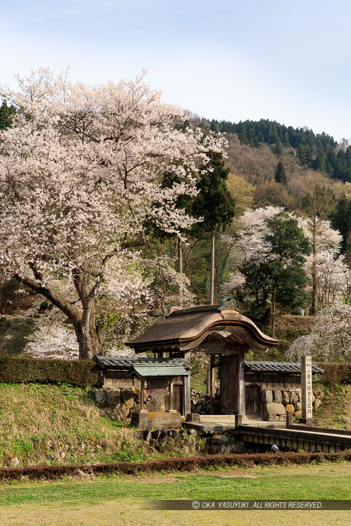 一乗谷朝倉氏館の唐門・薄墨桜・朝倉義景館跡