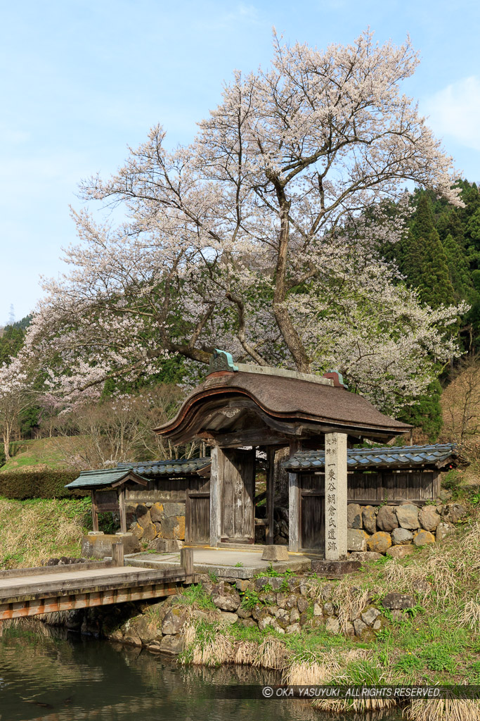 一乗谷朝倉氏館の唐門・薄墨桜