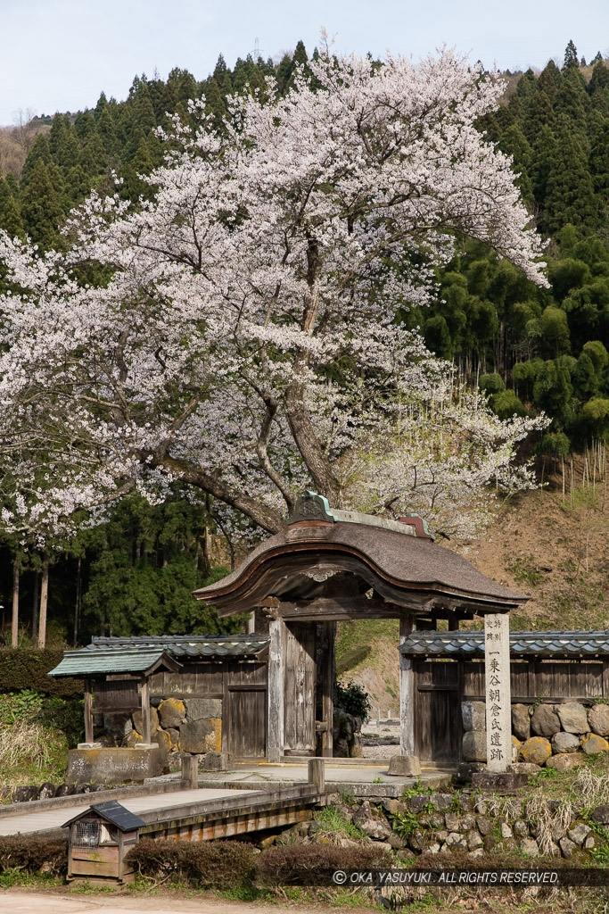 一乗谷朝倉氏館の唐門・薄墨桜