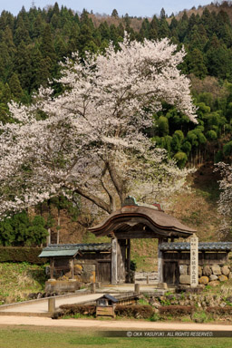 一乗谷朝倉氏館の唐門・薄墨桜｜高解像度画像サイズ：5722 x 8583 pixels｜写真番号：5DSA5524｜撮影：Canon EOS 5DS