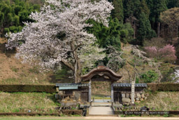 一乗谷朝倉氏館の唐門・薄墨桜｜高解像度画像サイズ：8671 x 5781 pixels｜写真番号：5DSA5543｜撮影：Canon EOS 5DS