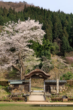 唐門・薄墨桜・朝倉義景館跡｜高解像度画像サイズ：5596 x 8394 pixels｜写真番号：5DSA5545｜撮影：Canon EOS 5DS