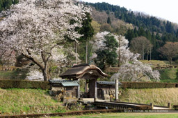 一乗谷朝倉氏館の唐門・薄墨桜｜高解像度画像サイズ：8628 x 5752 pixels｜写真番号：5DSA5562｜撮影：Canon EOS 5DS