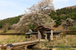 唐門・薄墨桜・朝倉義景館跡｜高解像度画像サイズ：8688 x 5792 pixels｜写真番号：5DSA5571｜撮影：Canon EOS 5DS