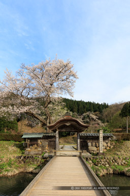 唐門・薄墨桜・朝倉義景館跡｜高解像度画像サイズ：4837 x 7255 pixels｜写真番号：5DSA5596｜撮影：Canon EOS 5DS