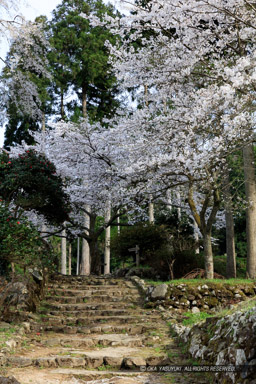 一乗谷朝倉氏遺跡のの石階段の風景｜高解像度画像サイズ：5758 x 8637 pixels｜写真番号：5DSA5656｜撮影：Canon EOS 5DS