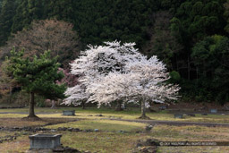 一乗谷朝倉氏遺跡の平面復原地区｜高解像度画像サイズ：8021 x 5347 pixels｜写真番号：5DSA5698｜撮影：Canon EOS 5DS