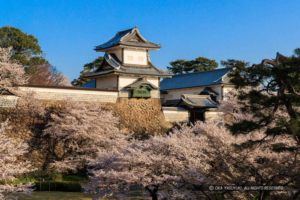 金沢城の桜・石川門・石川櫓