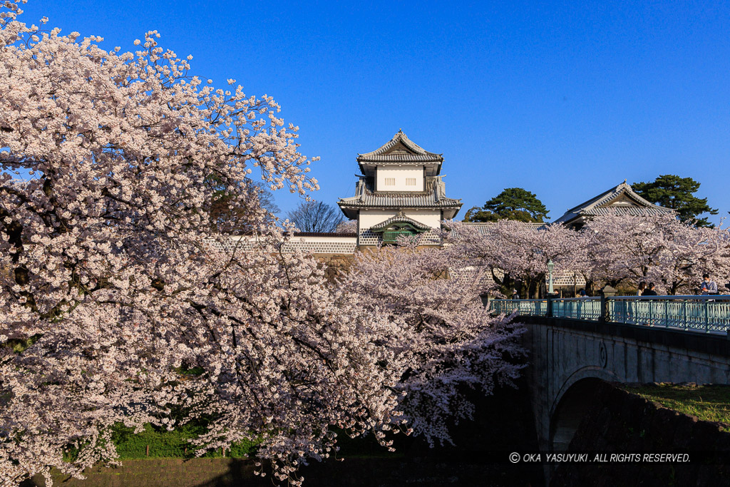 金沢城の桜・石川門・石川櫓