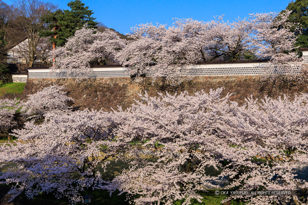 金沢城の桜・土塀と出し（出窓）