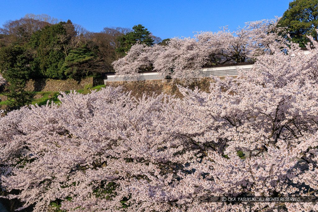 金沢城の桜・土塀と出し（出窓）