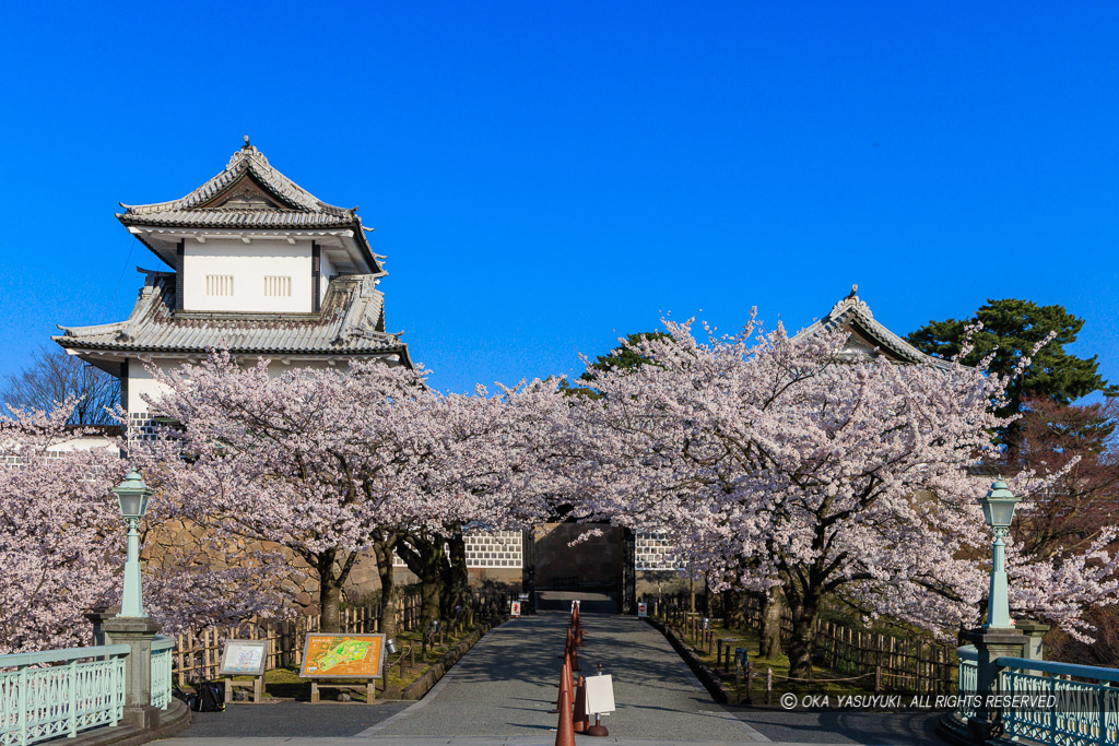 金沢城の桜・石川門・石川櫓