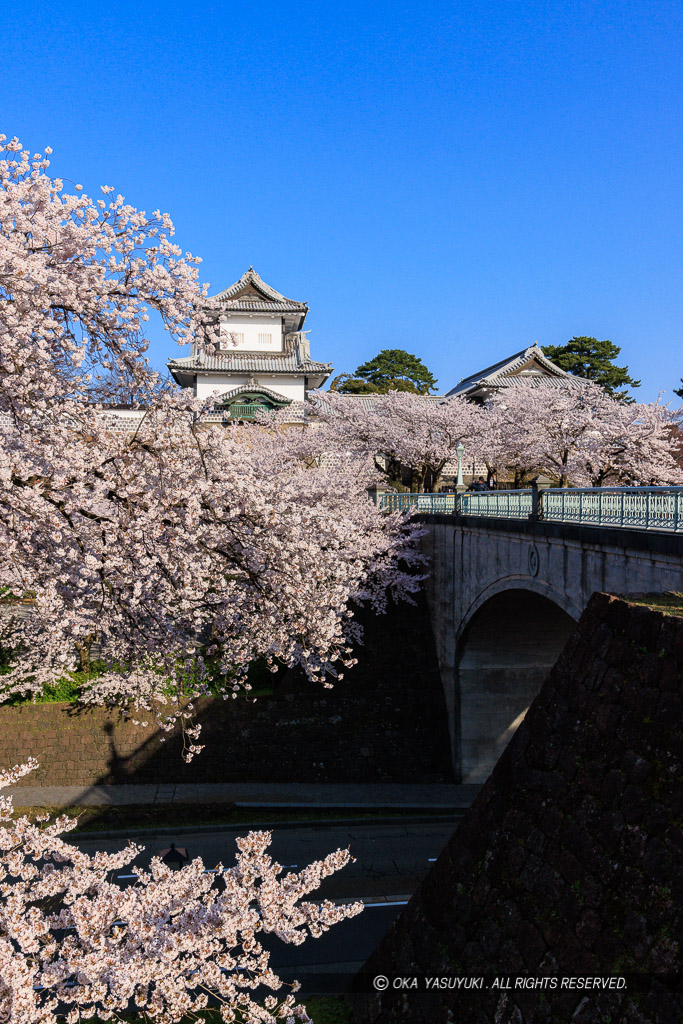 金沢城の桜・石川門・石川櫓