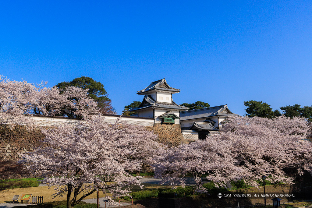 金沢城の桜・石川門・石川櫓