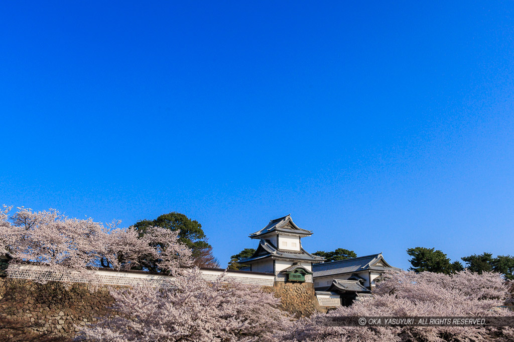 金沢城の桜・石川門・石川櫓・バック用