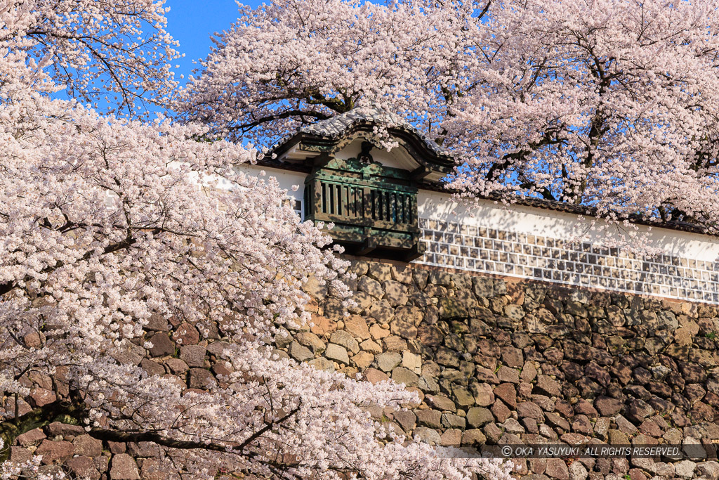 金沢城の桜・土塀と出し（出窓）