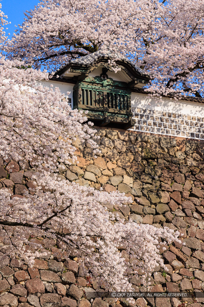 金沢城の桜・土塀と出し（出窓）