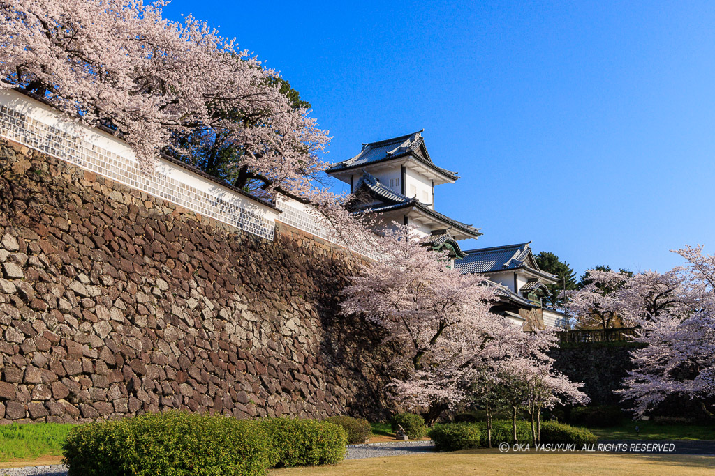 金沢城の桜・石川門・石川櫓