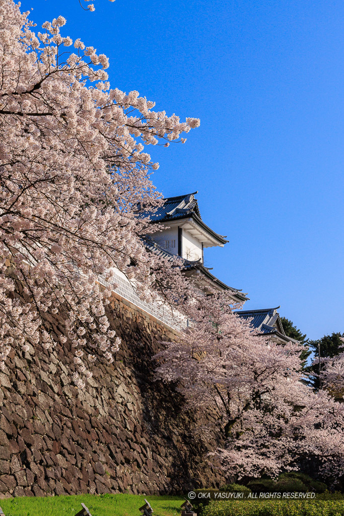 金沢城の桜・石川門・石川櫓