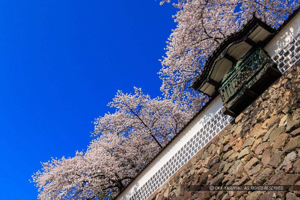 金沢城の桜・土塀と出し（出窓）