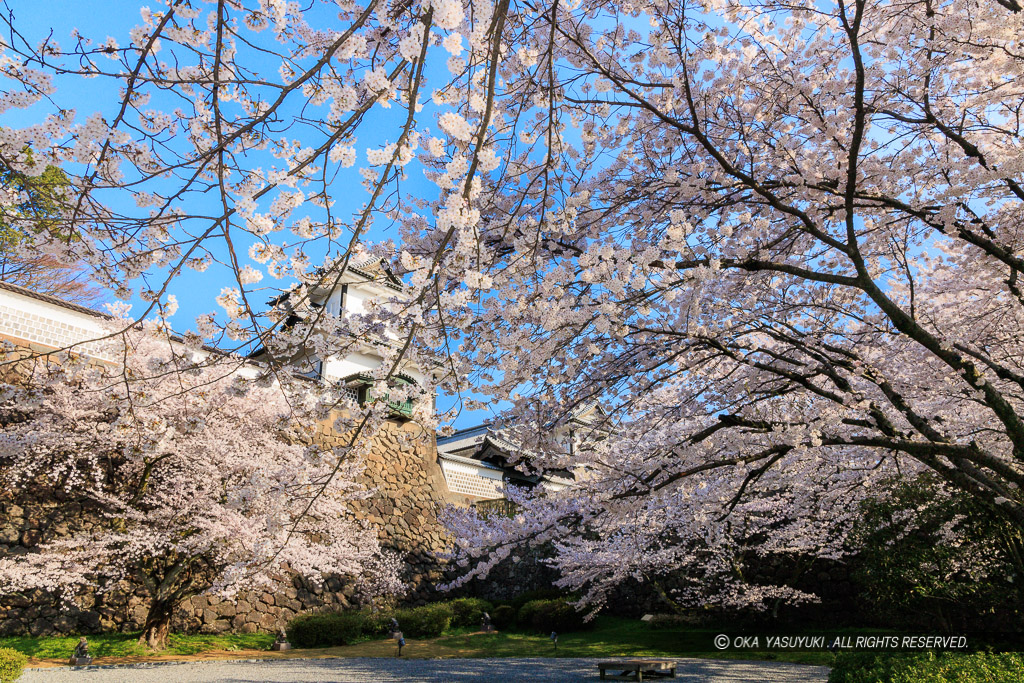 金沢城の桜・石川門・石川櫓