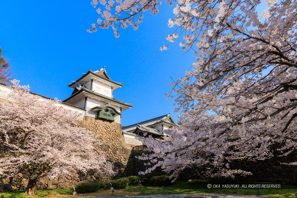 金沢城の桜・石川門・石川櫓