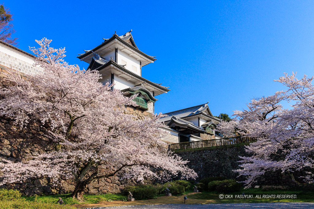 金沢城の桜・石川門・石川櫓