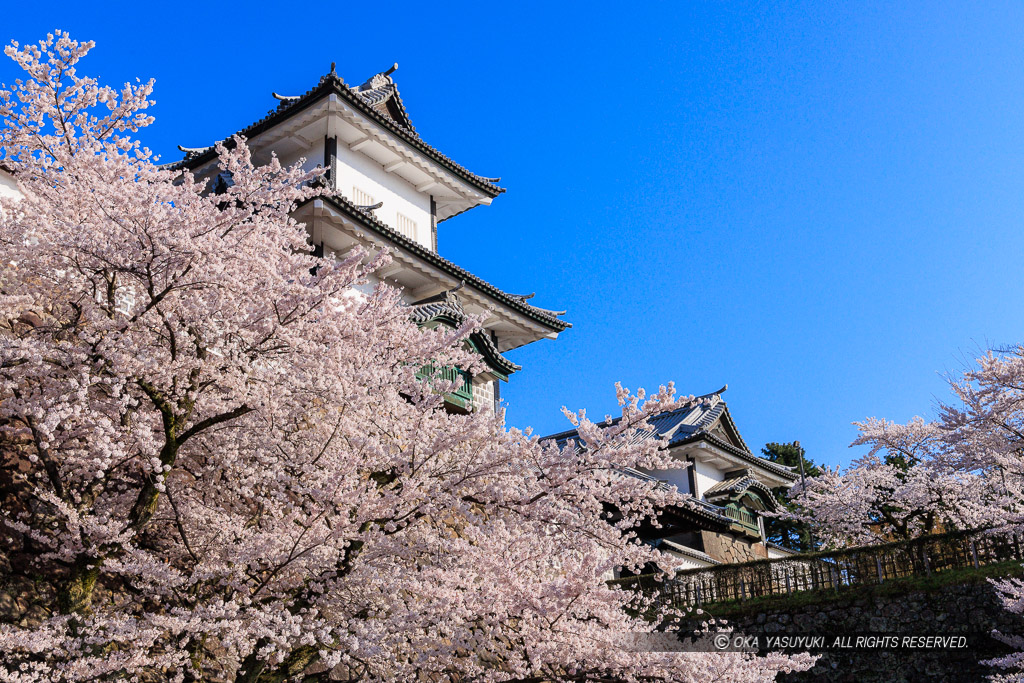 金沢城の桜・石川門・石川櫓