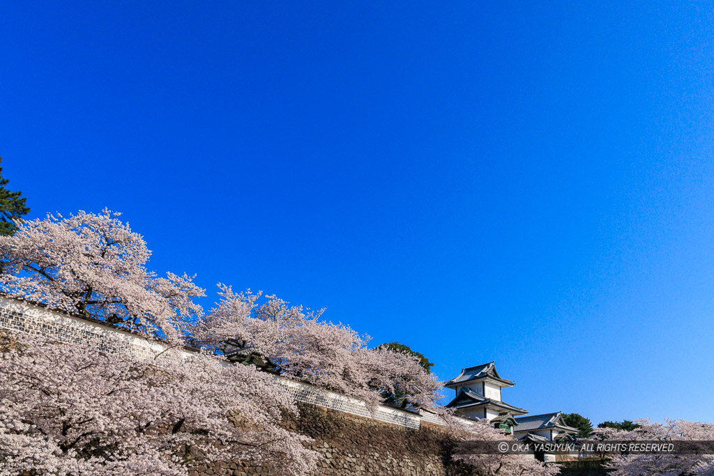 金沢城の桜・石川門・石川櫓・バック用