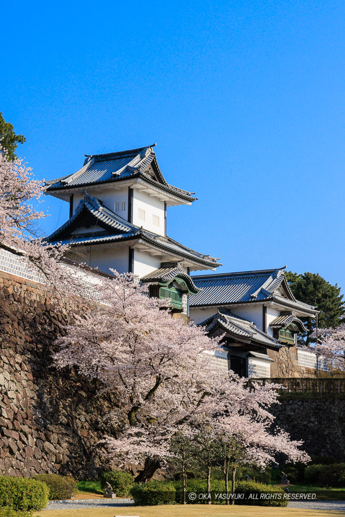 金沢城の桜・石川門・石川櫓