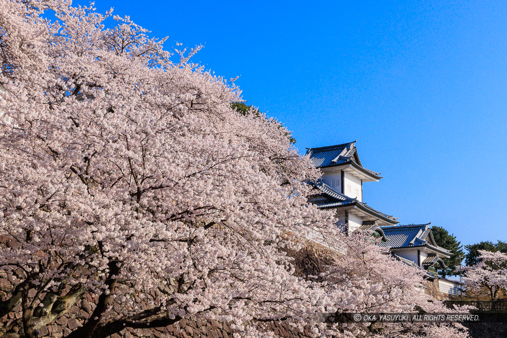 金沢城の桜・石川門・石川櫓