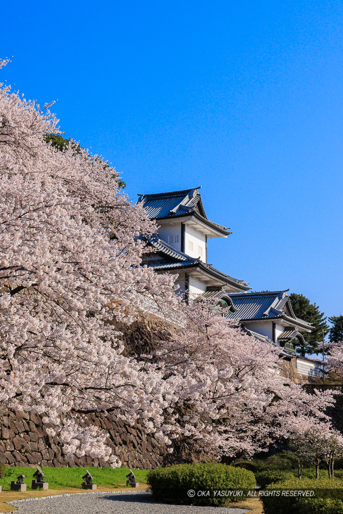 金沢城の桜・石川門・石川櫓