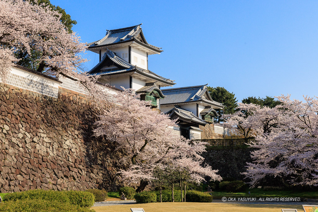 金沢城の桜・石川門・石川櫓